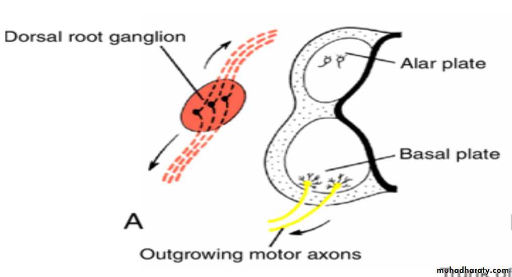 NeuroEmbryology
