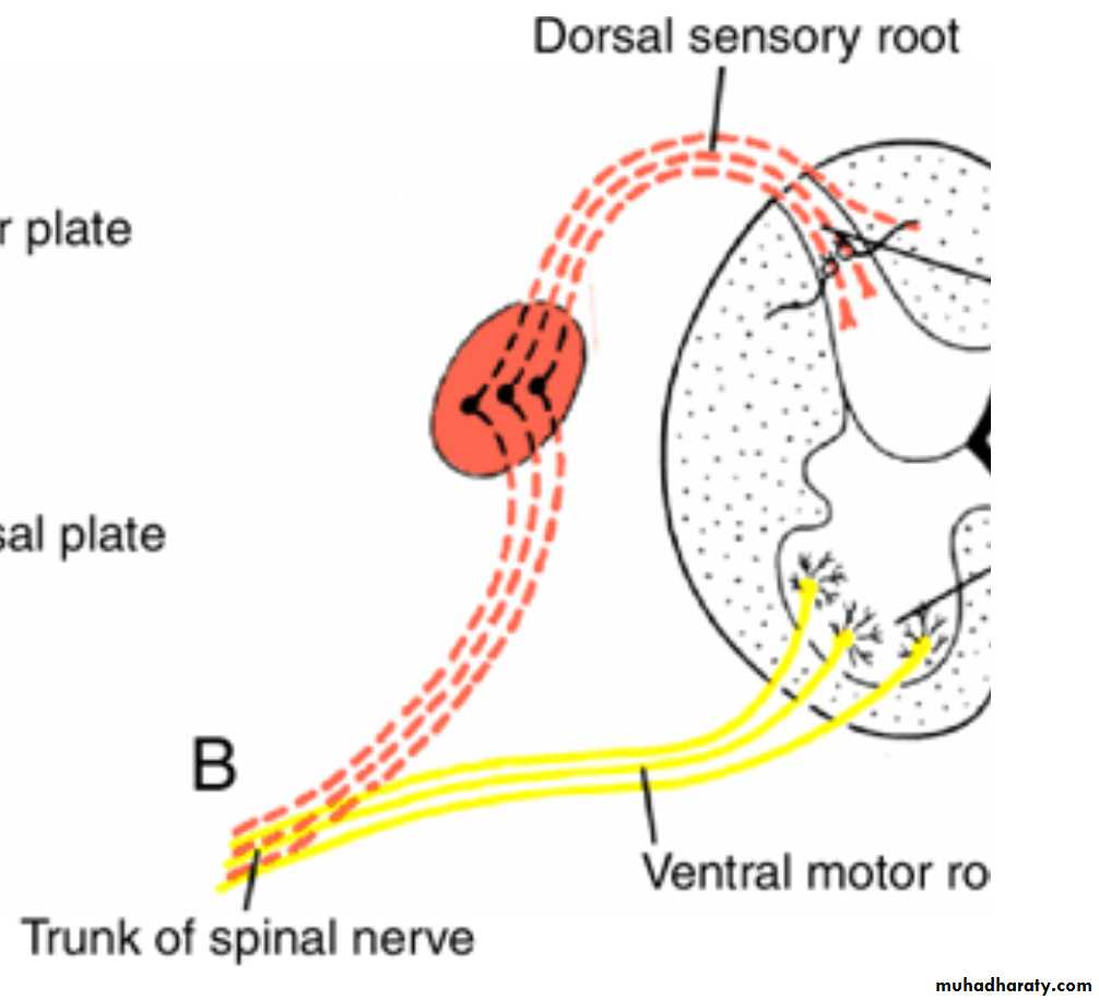 NeuroEmbryology