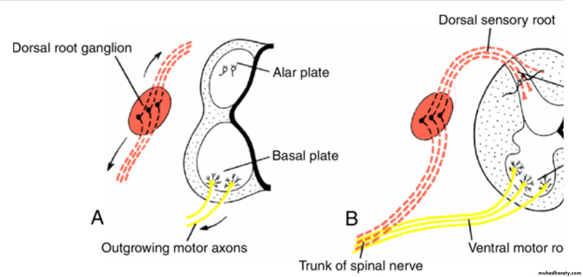 NeuroEmbryology