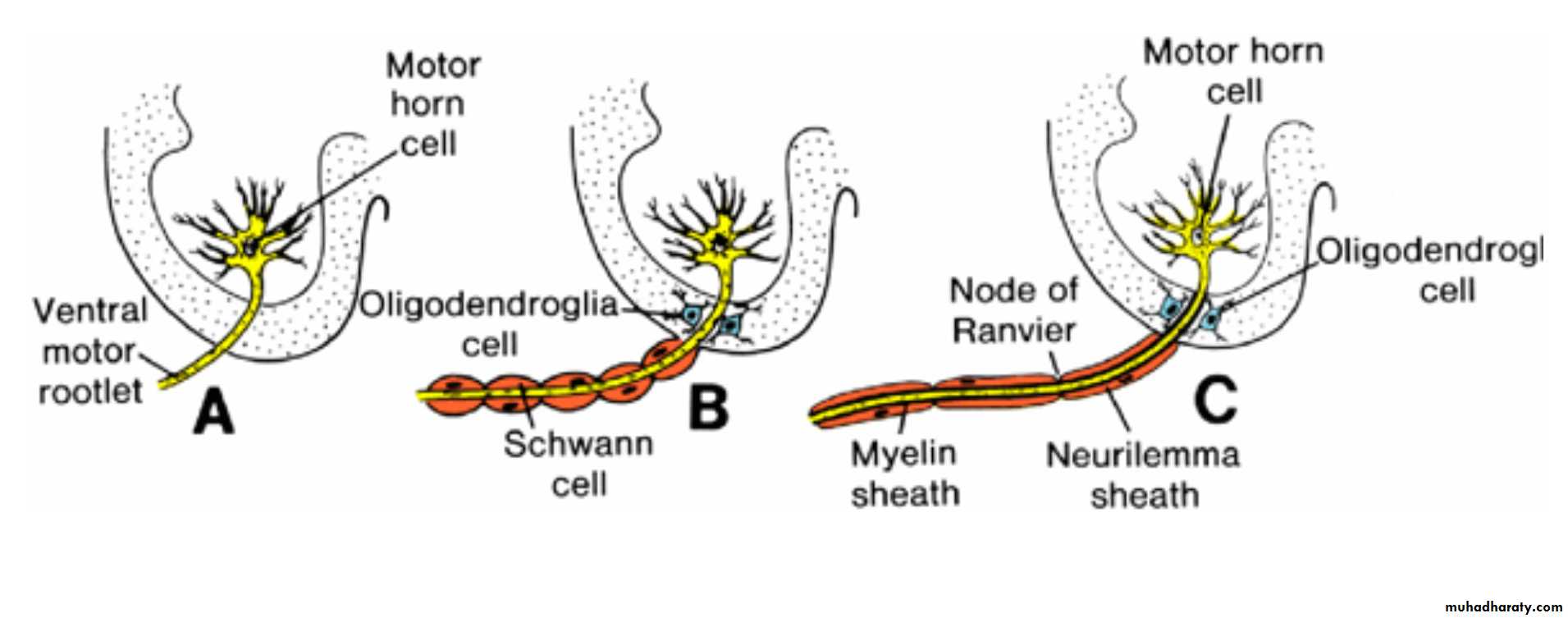NeuroEmbryology