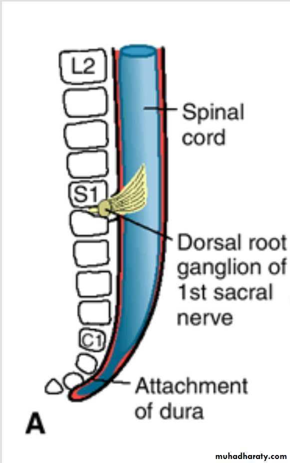 NeuroEmbryology