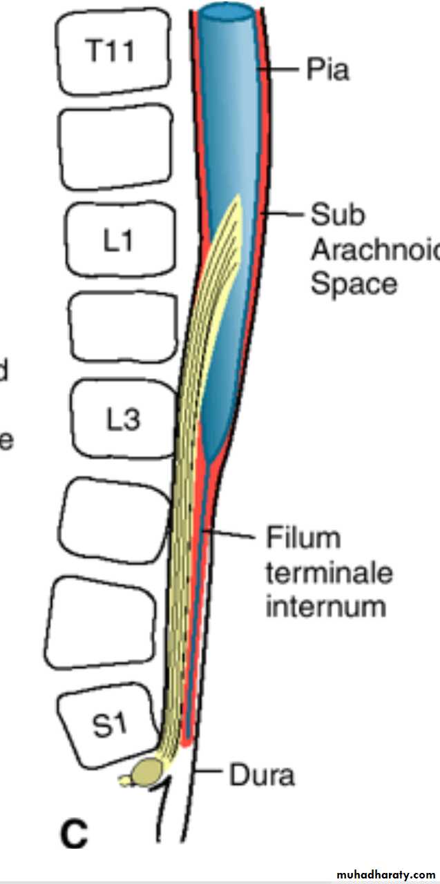 NeuroEmbryology