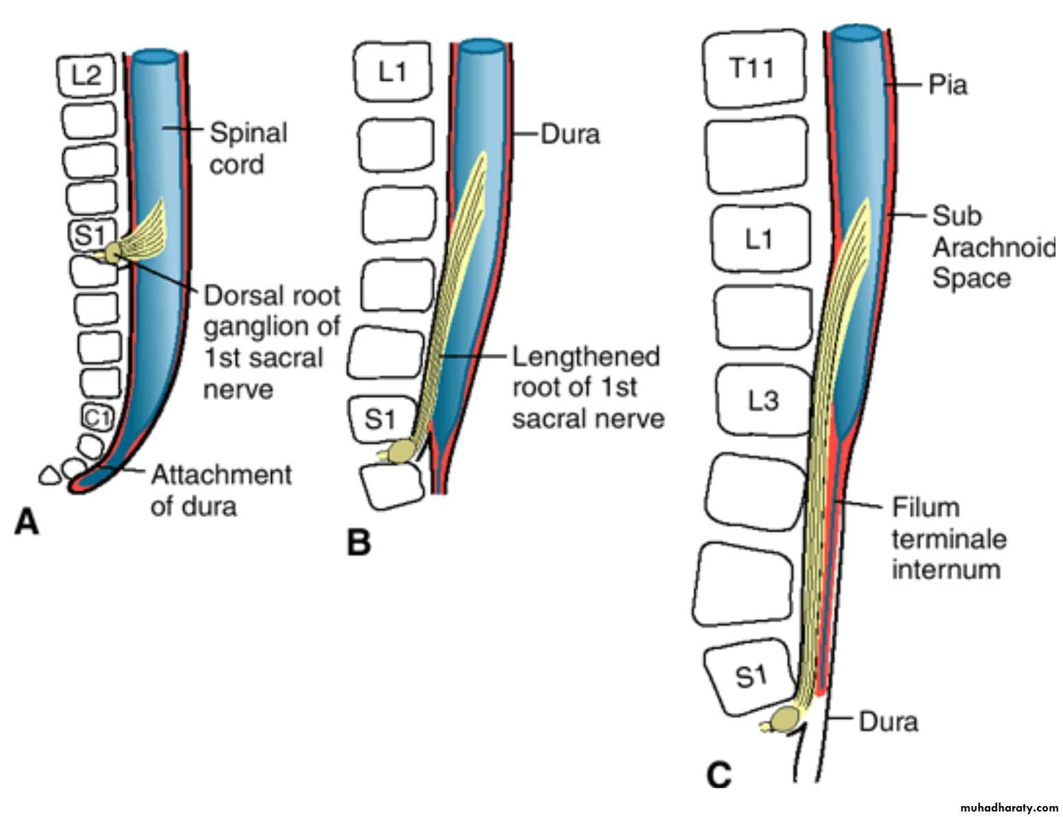 NeuroEmbryology