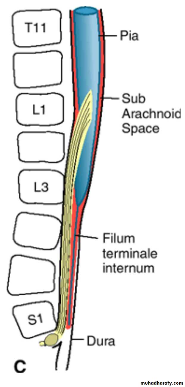 NeuroEmbryology