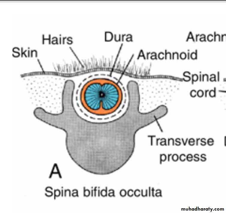 NeuroEmbryology