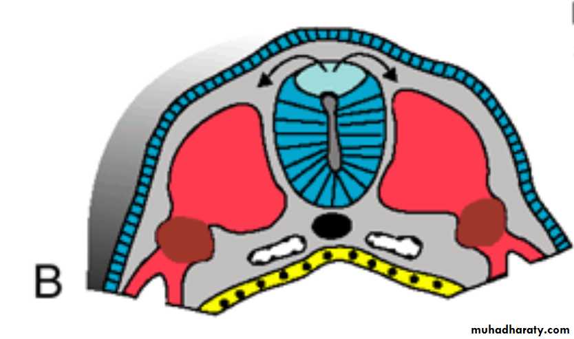 NeuroEmbryology
