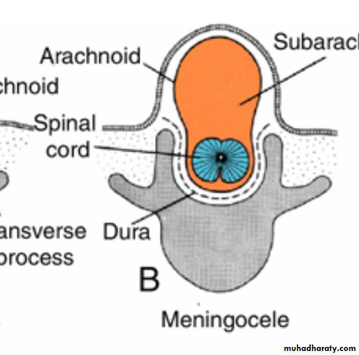 NeuroEmbryology