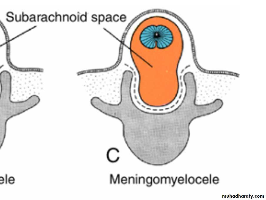 NeuroEmbryology