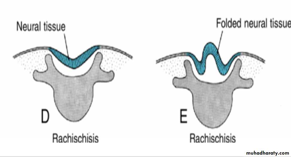 NeuroEmbryology