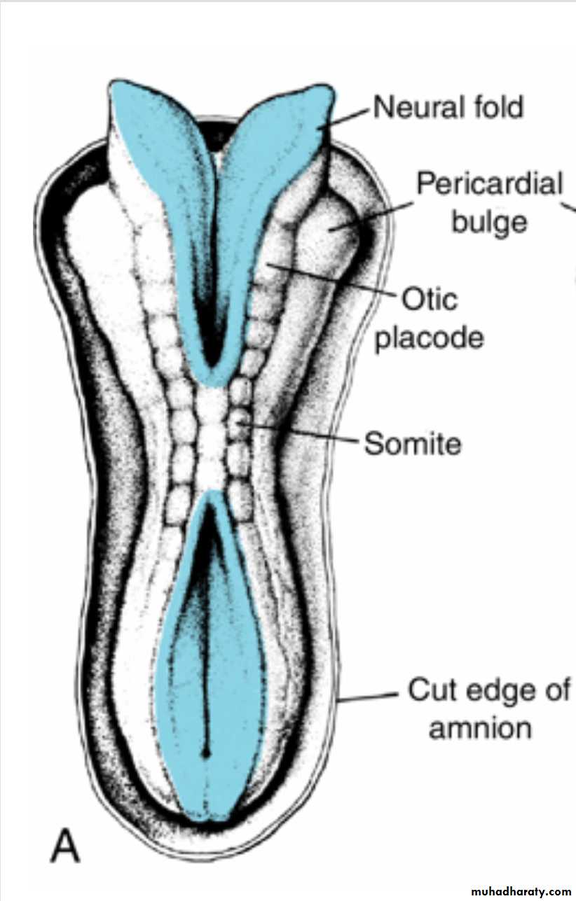 NeuroEmbryology
