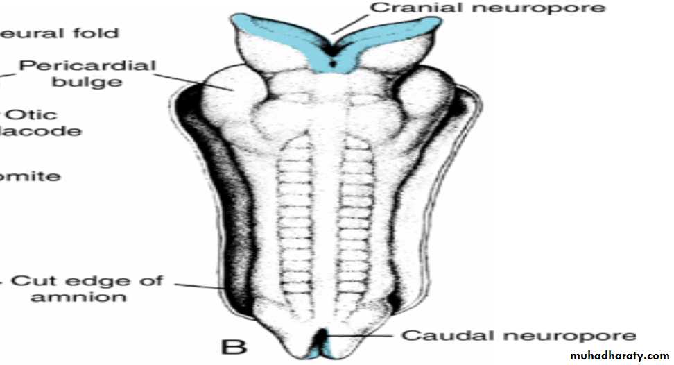 NeuroEmbryology