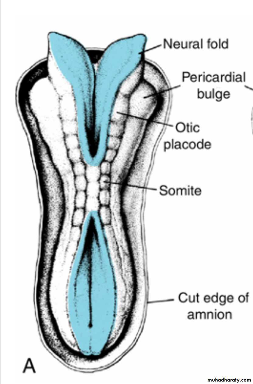 NeuroEmbryology