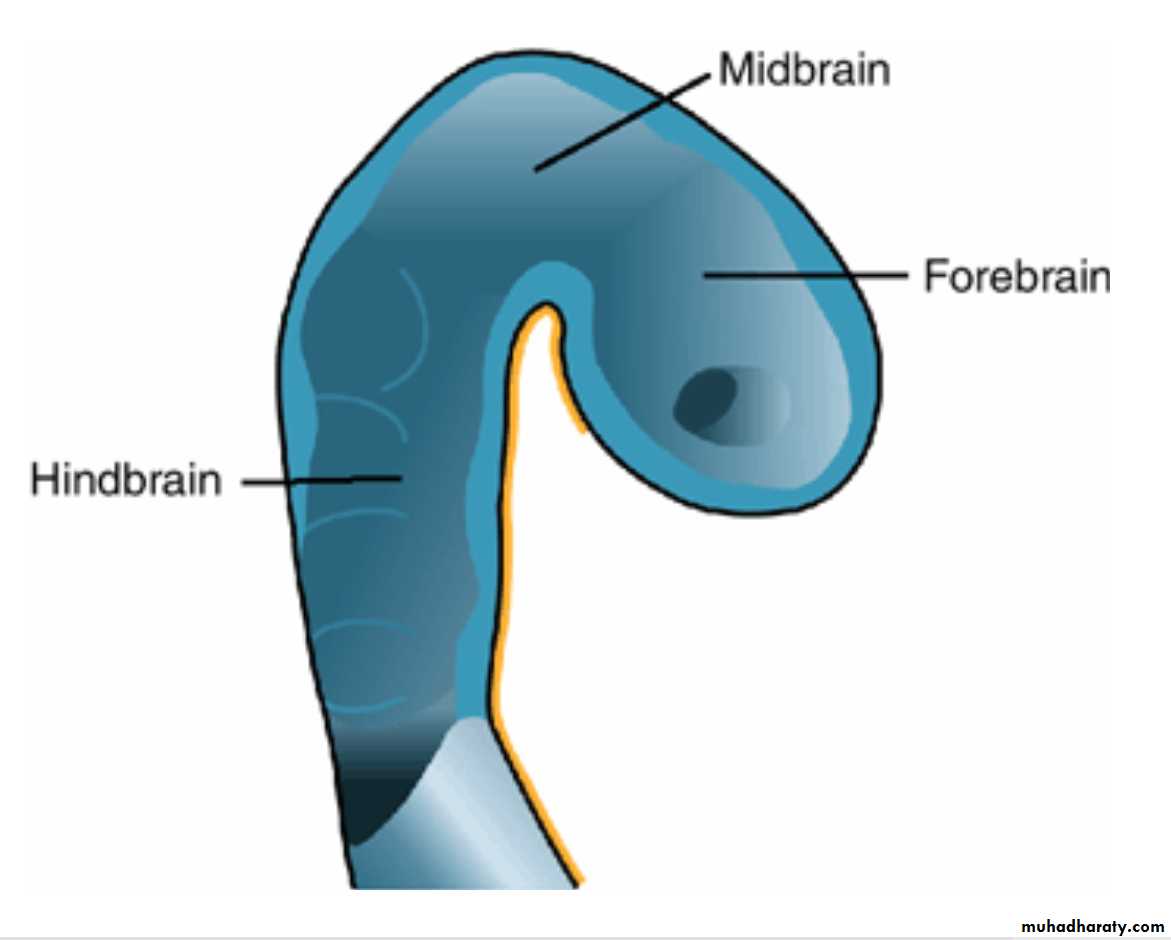 NeuroEmbryology