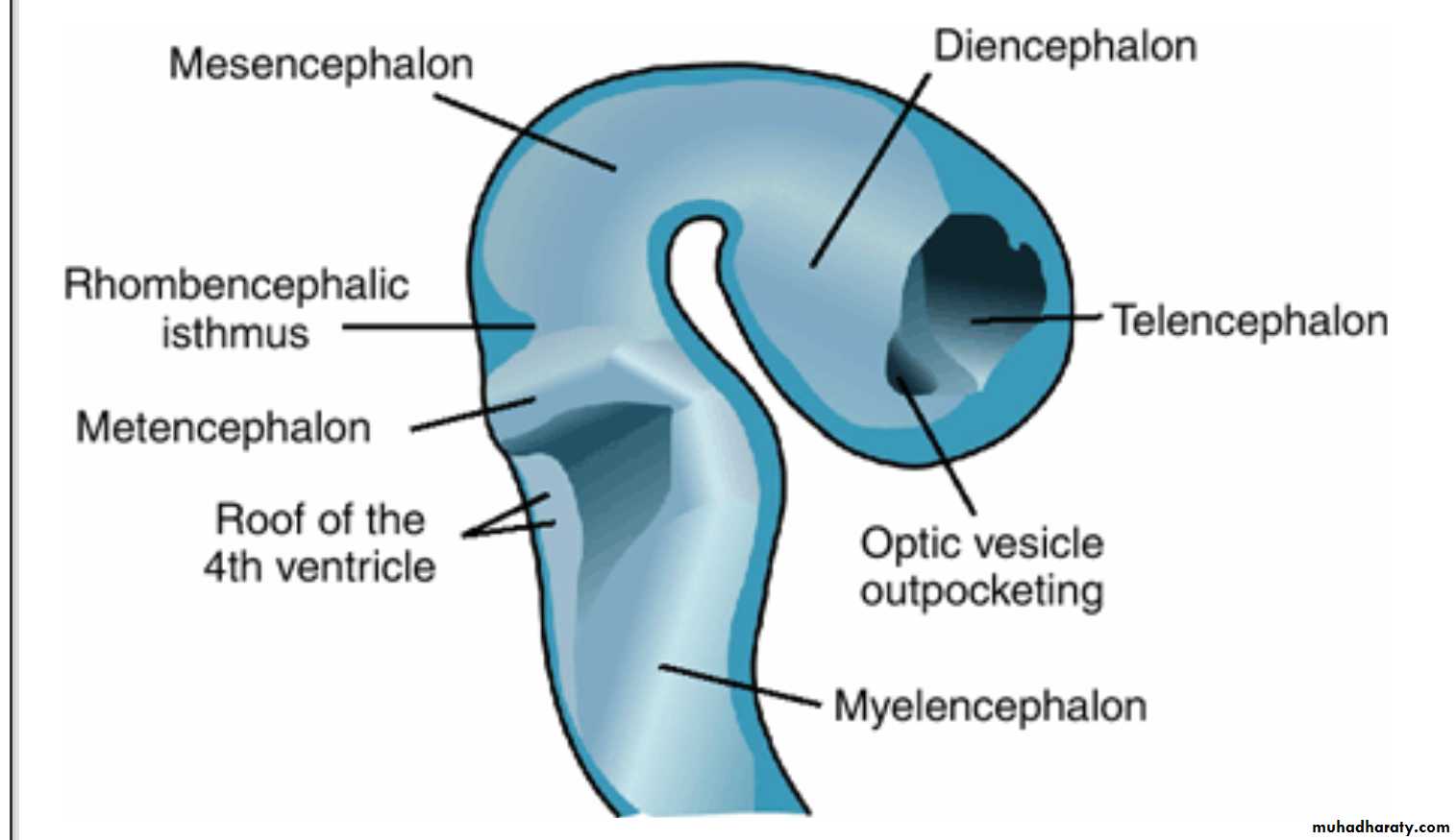 NeuroEmbryology