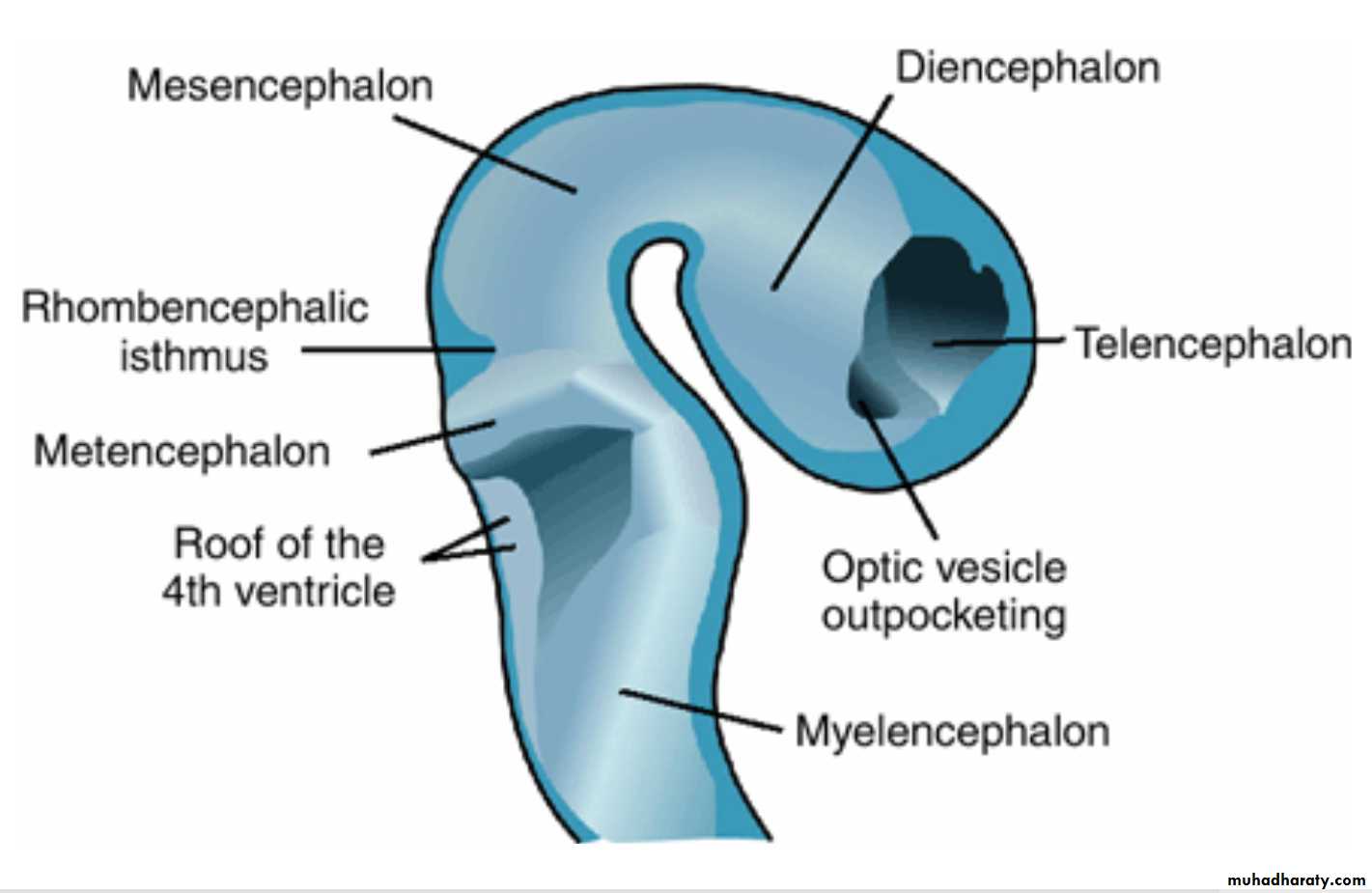 NeuroEmbryology