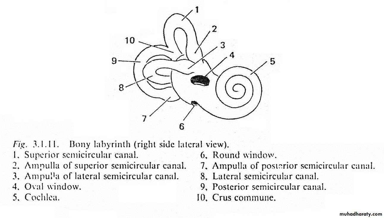 inner ear