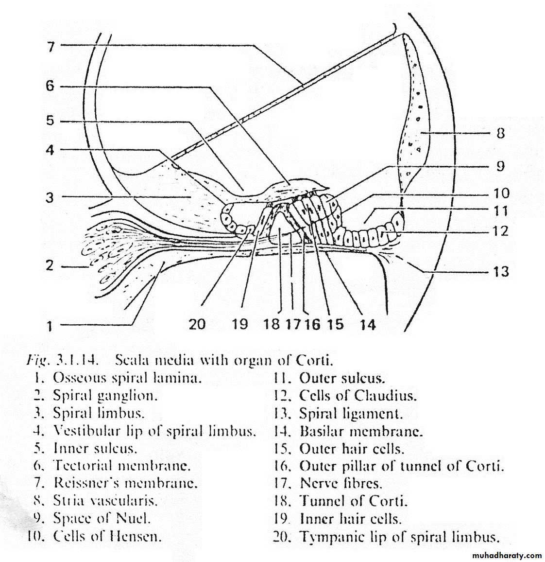inner ear