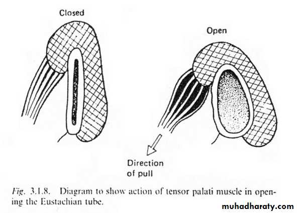 inner ear