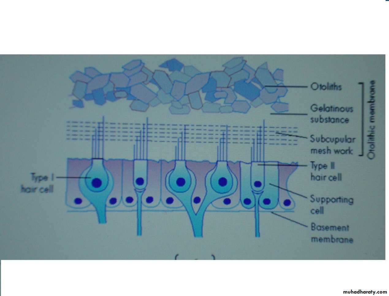 inner ear