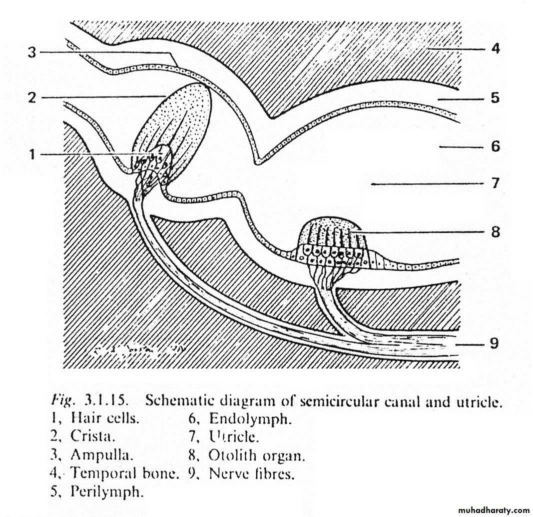 inner ear