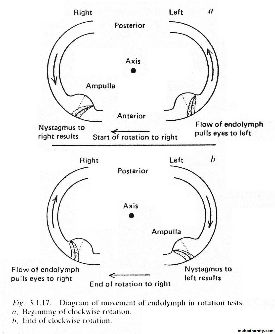 inner ear