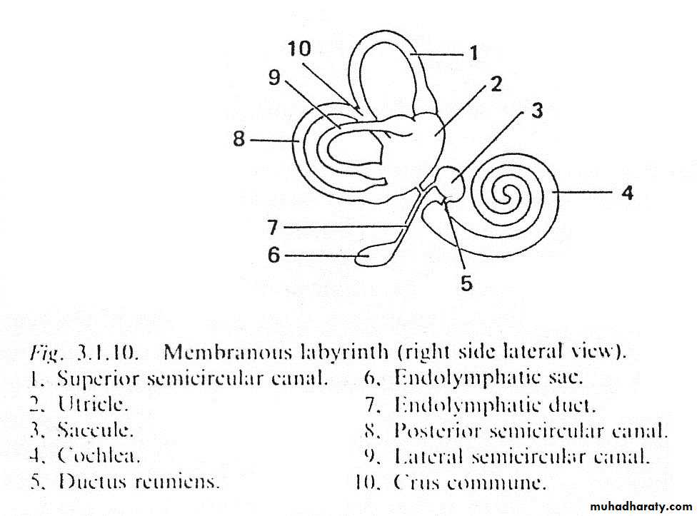 inner ear
