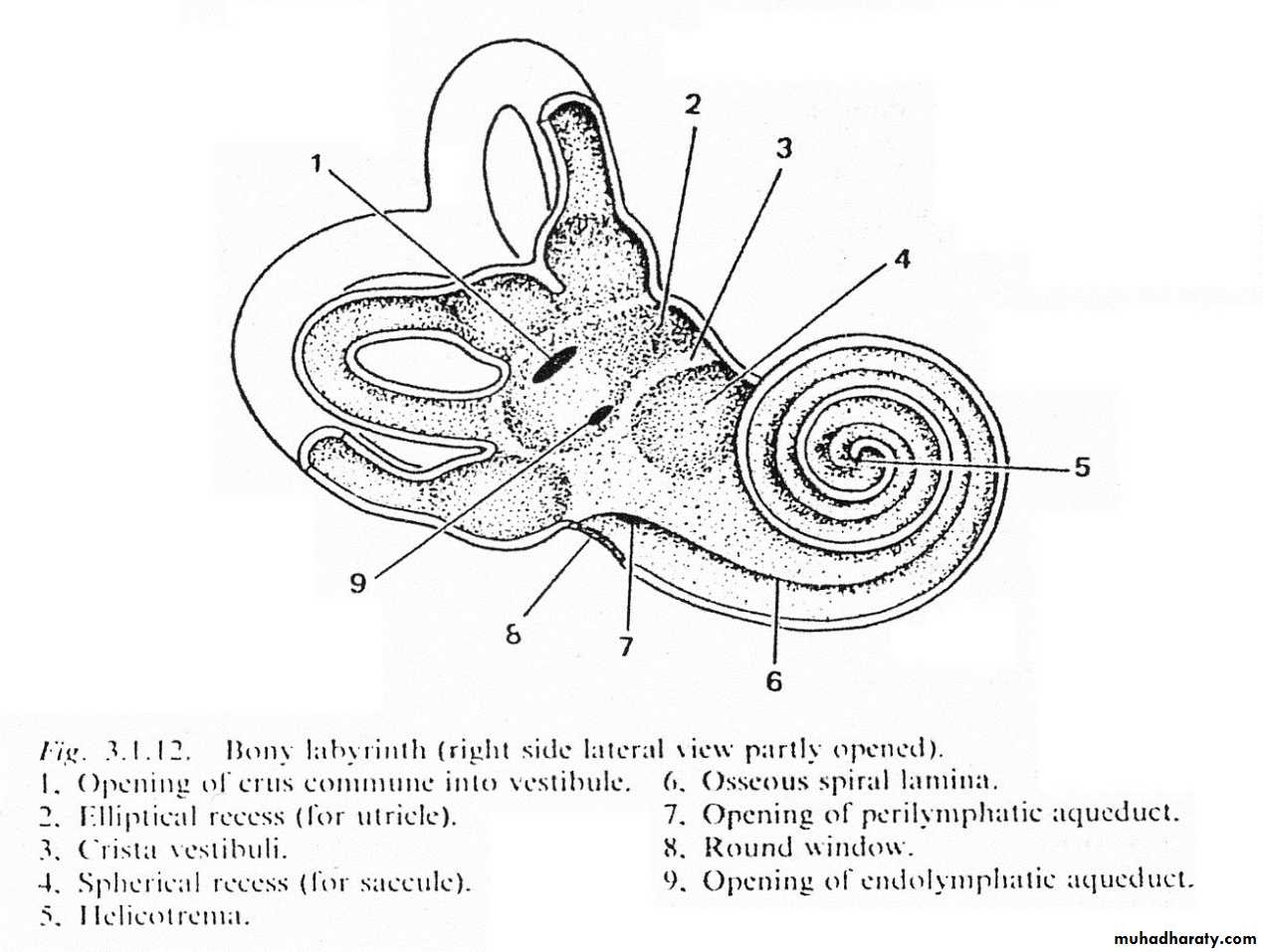 inner ear