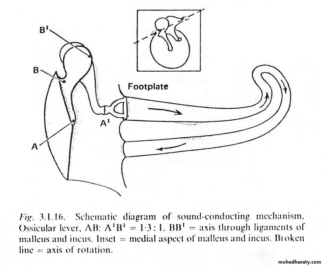 inner ear