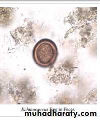 cestodes