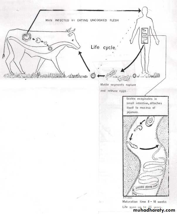 cestodes