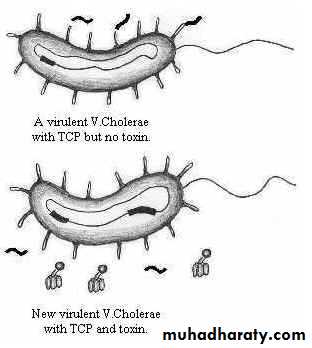 CHOLERA
