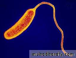 CHOLERA