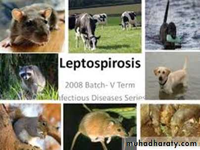 leptospirosis