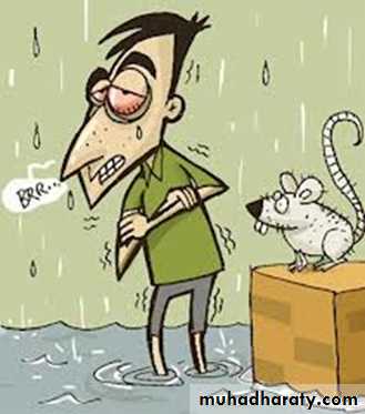 leptospirosis