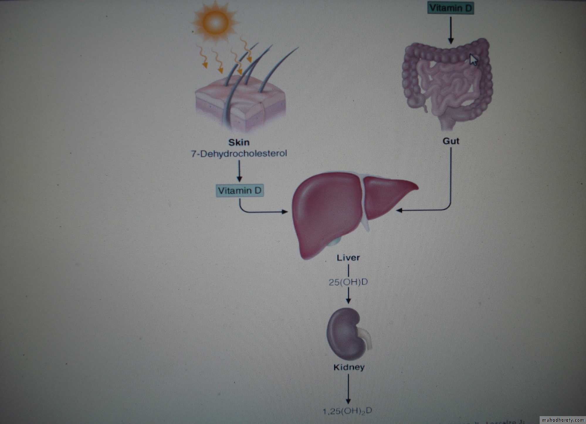 nutrition