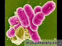 Shigellosis