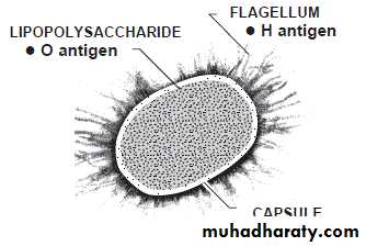 Bacteria