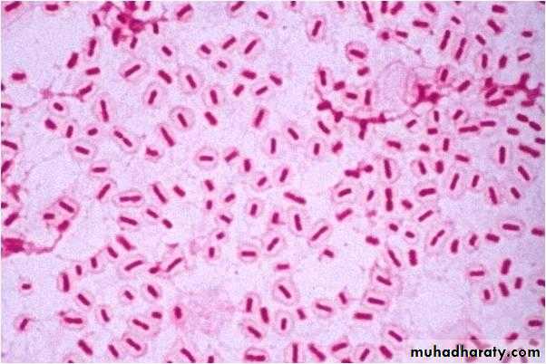 Bacteria