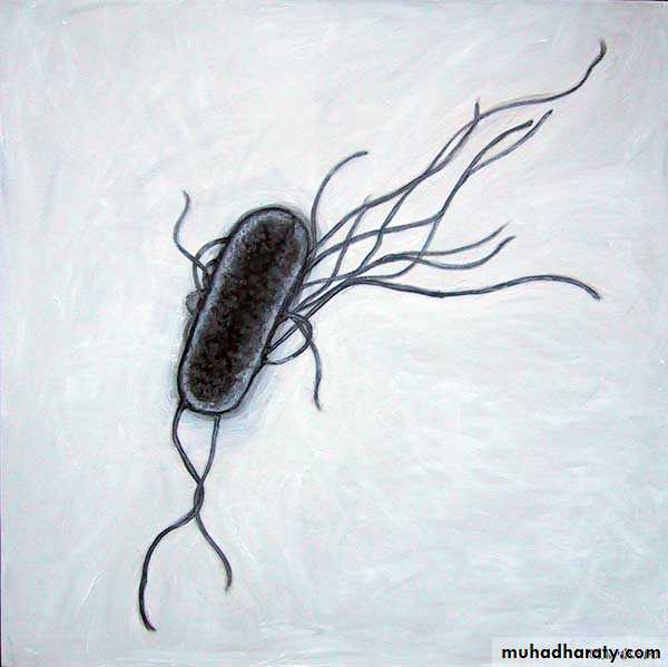Bacteria
