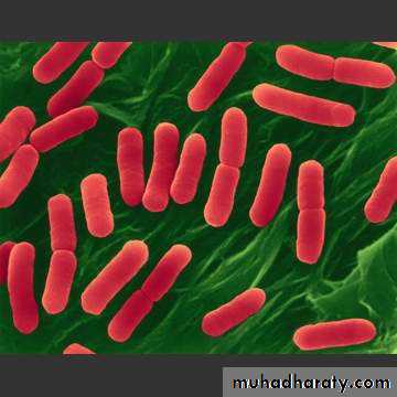 Bacteria
