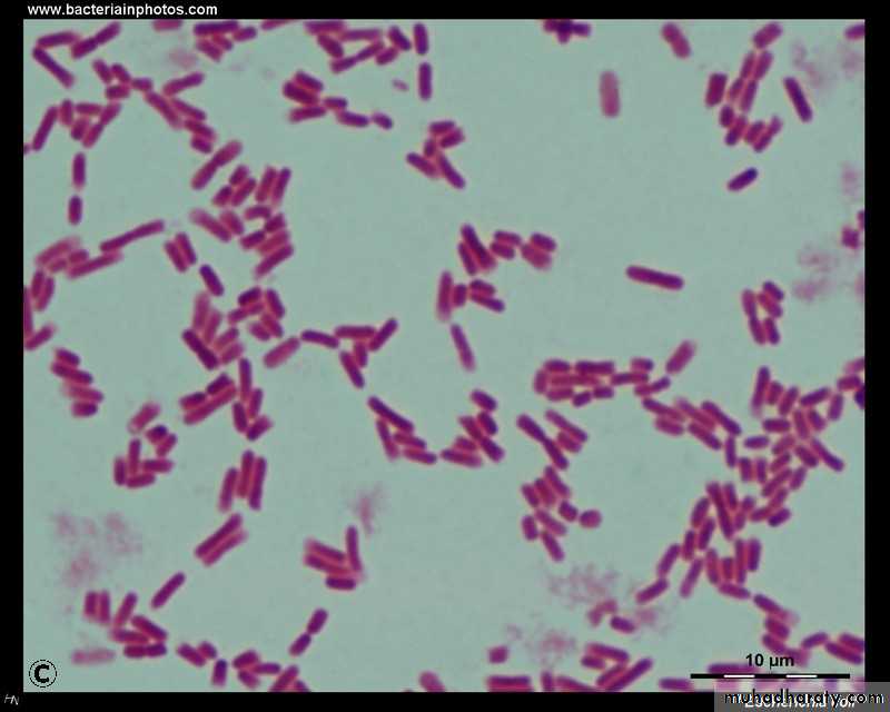 Bacteria
