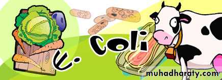 Bacteria