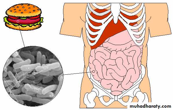 Bacteria