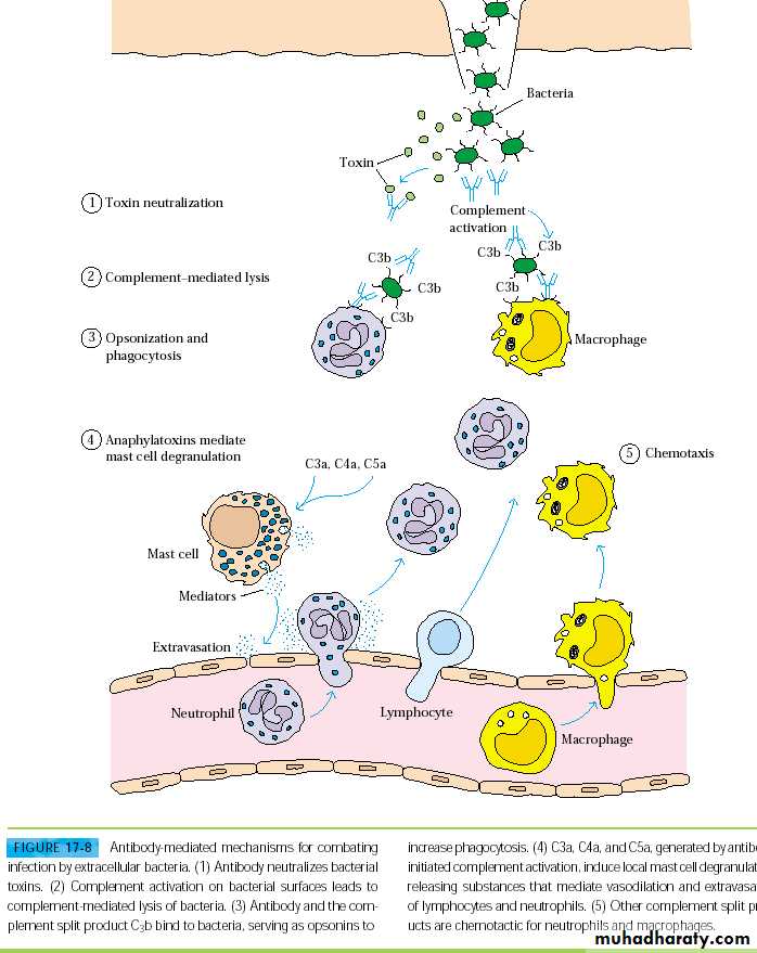 Immunity