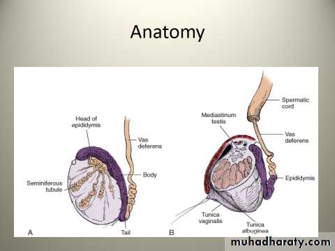 Scrotal Pathologies