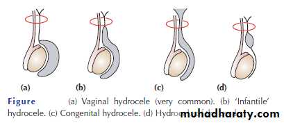 Scrotal Pathologies