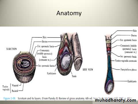 Scrotal Pathologies