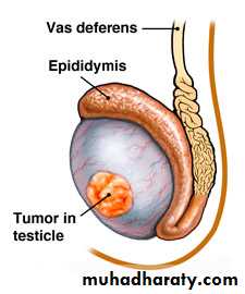 Scrotal Pathologies