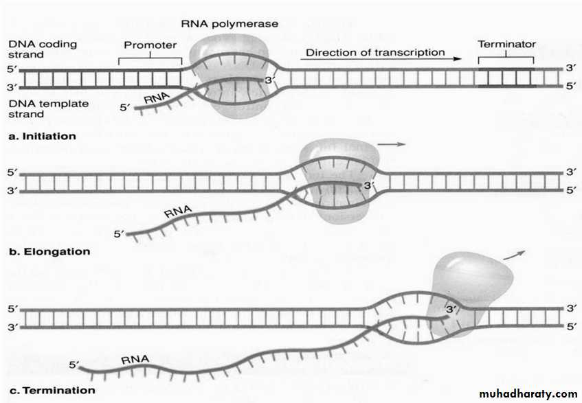 Genetics