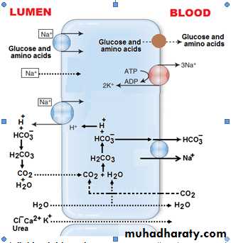 Renal physiology powerpoint